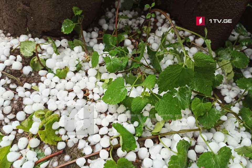 Ğvareli munisipalitetində dolu üzüm bağlarına ziyan vurdu