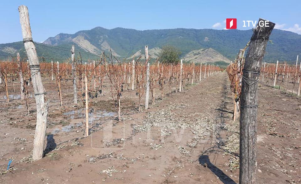 Три завода в Кахети будут принимать от населения виноград, пострадавший от стихии
