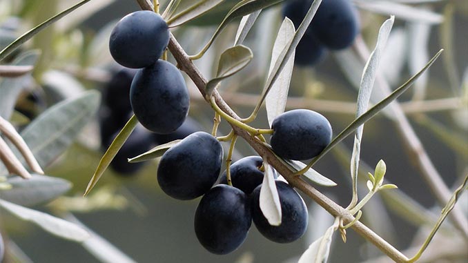 Georgia to host World Olive Tree Day