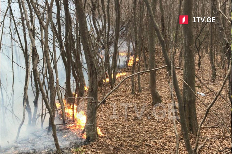 В лесу села Ахалсопели Кварельского муниципалитета пожар