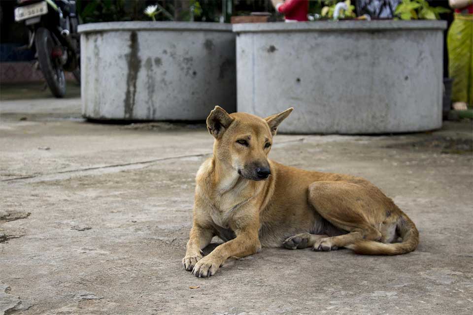 Georgia's efforts to combat uncontrolled reproduction of stray animals