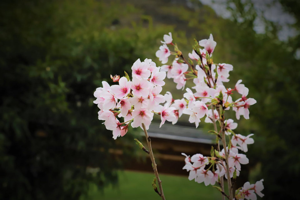 В Национальном ботаническом саду пройдут «Дни цветения сакуры»