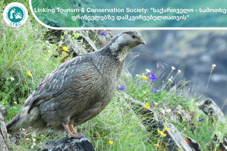 Норвежская организация экотуризма - Грузия - рай для любителей наблюдения за птицами