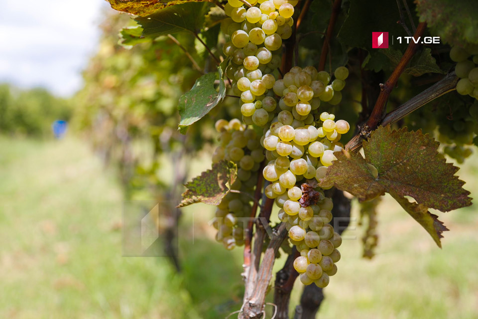 Georgian gov't to subsidize grape harvesting by 150 million GEL 