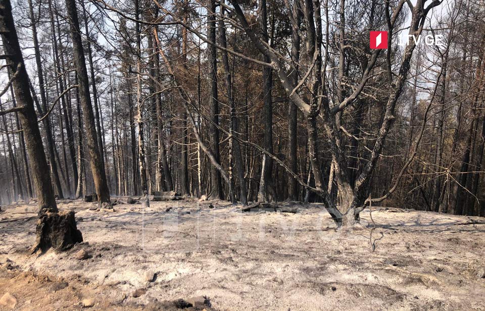 Borcomi Munisipalitetində yanğının söndürülməsi işləri davam etdirilir [foto]