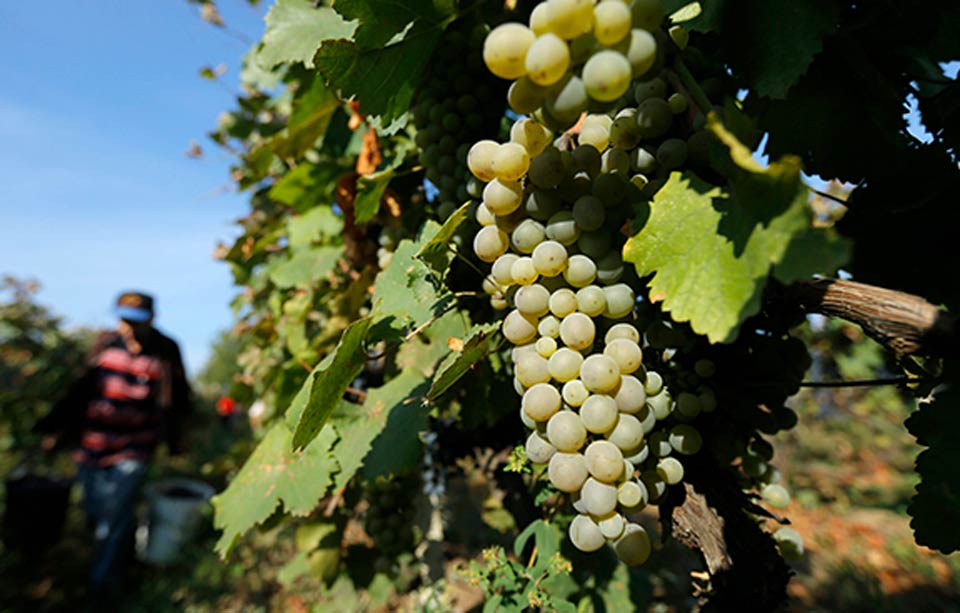 Посольство Германии - Сегодня День грузинского вина, в первом полугодии экспорт грузинского вина в Германию увеличился на 27%, мы рады растущей тенденции