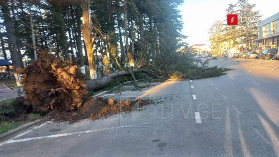 Сильный ветер в Ланчхути повалил деревья, несколько сел остались без электричества
