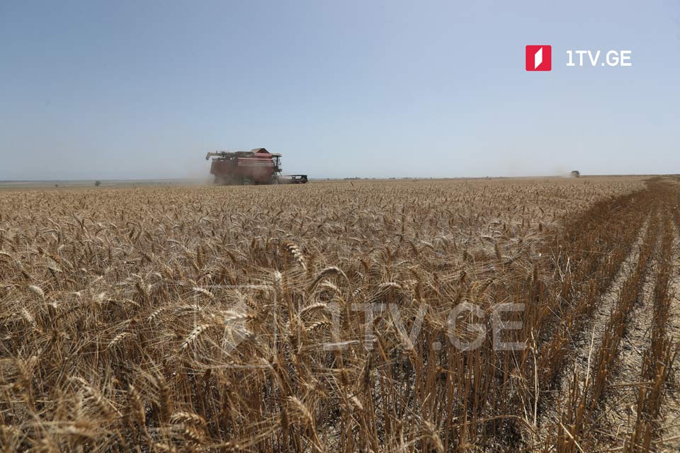 С сегодняшнего дня снят запрет на экспорт пшеницы из Грузии