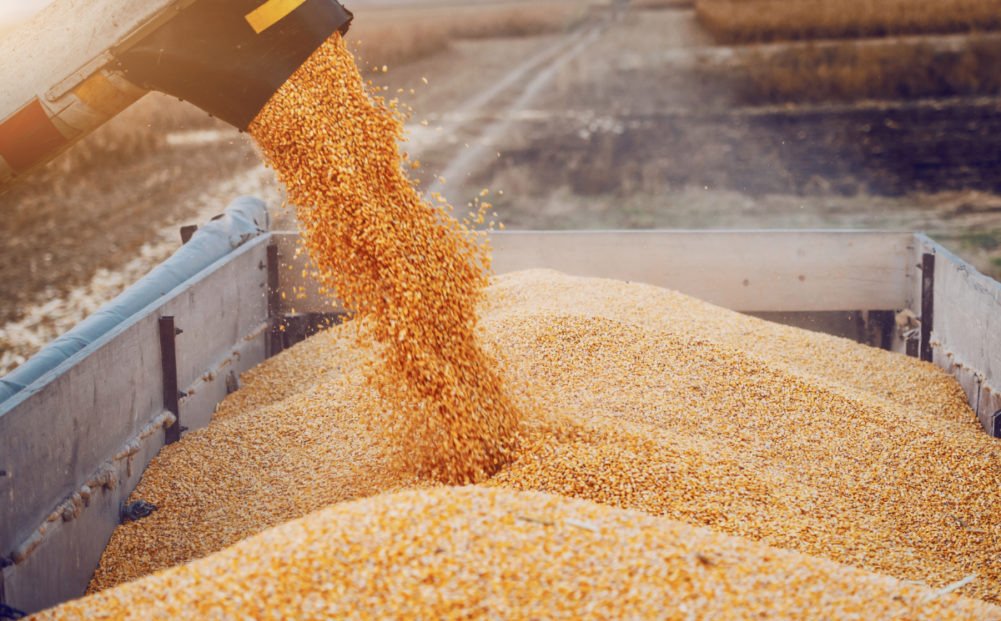 После выхода России из «зерновой сделки» пшеница на мировых рынках подорожала