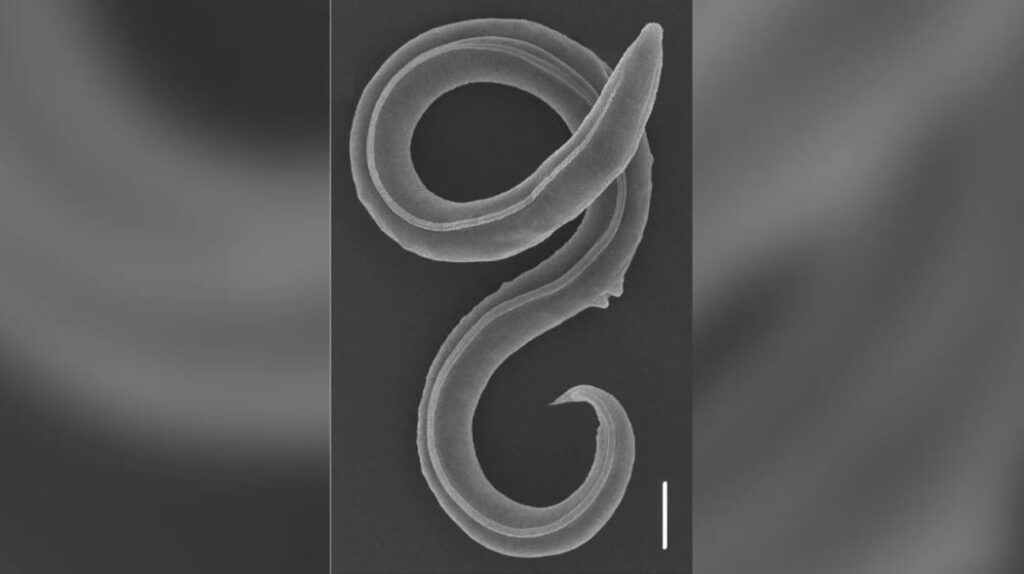 Georgian scientist-led researchers revive 46,000-year-old worm