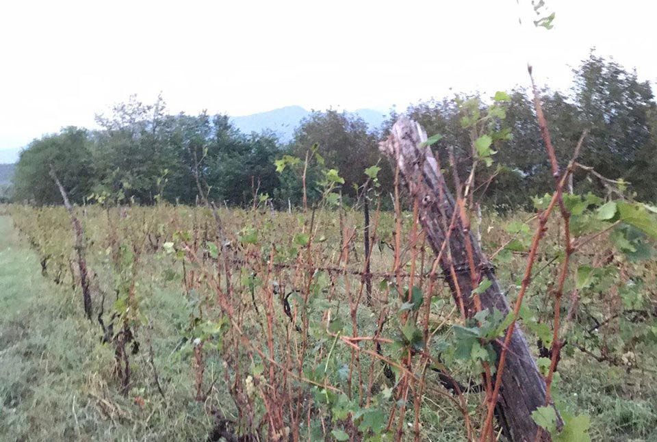 State vows support for farmers hit by hail in Kakheti