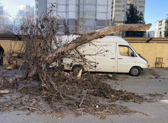 Strong wind uprooted trees, damaged infrastructure in Tbilisi