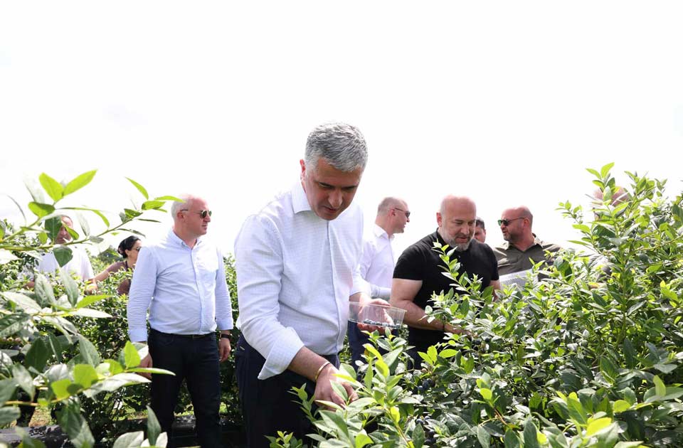 Agriculture Minister: Blueberry export expected to double