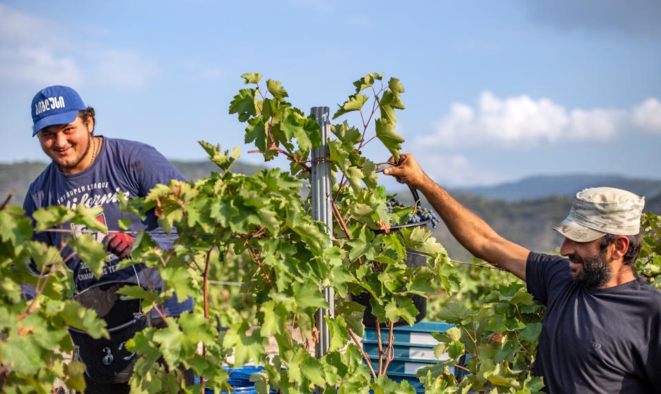 Kakheti processes 146,000 tons of grapes as of September 18