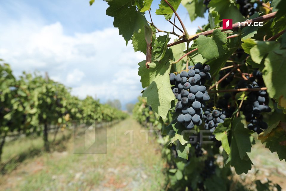 Kakheti processes 205,000 tons of grapes as of September 23