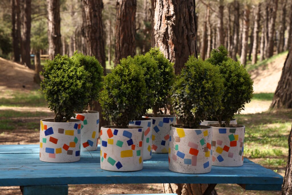 Authorities to implement stricter control on boxwood harvesting