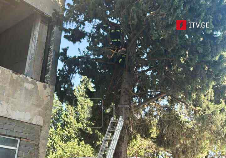 Köçürülmə prosesinin getdiyi Tvalcrelidze küçəsində vətəndaşlardan biri damdan ağaca tullanıb, xilasedicilər onu aşağı düşürə biliblər