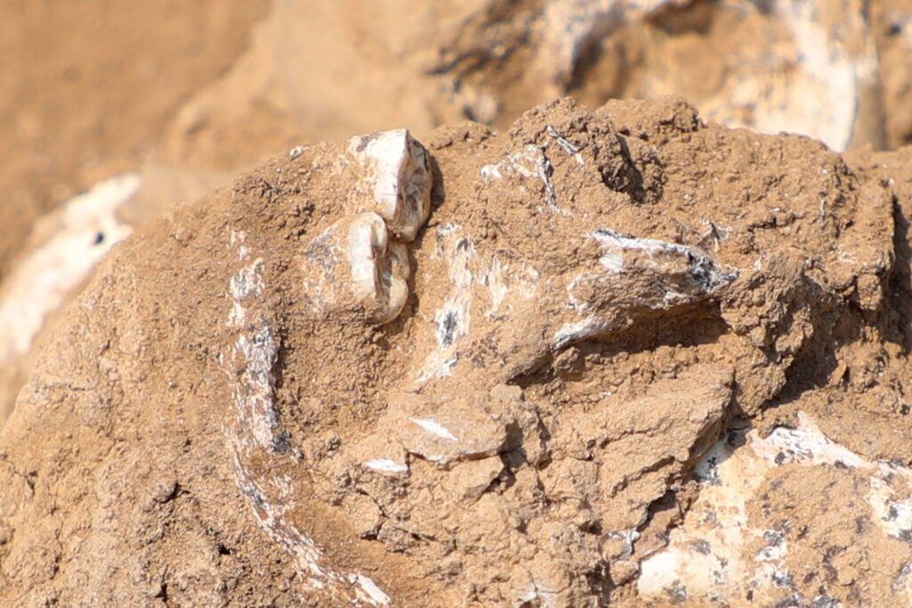 Discovery at Orozmani archaeological site: 1.8-million-year-old human lower jaw unearthed in Georgia