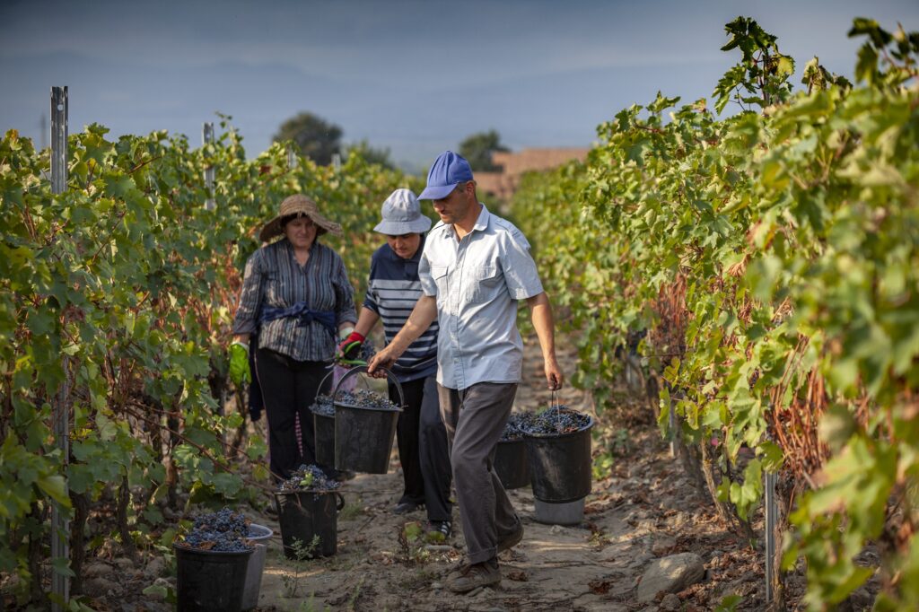Kakheti grapevine harvest: 45,000 tons processed as of September 17
