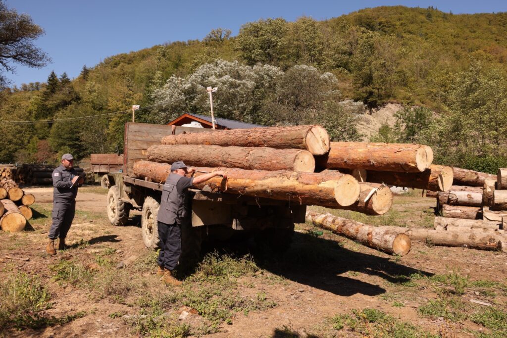 Meşə Xidmətinin əməkdaşları Tsağveridə dövlət meşəsinin ərazisində böyük həcmdə ağac materialından qanunsuz istifadə faktını aşkarlayıblar