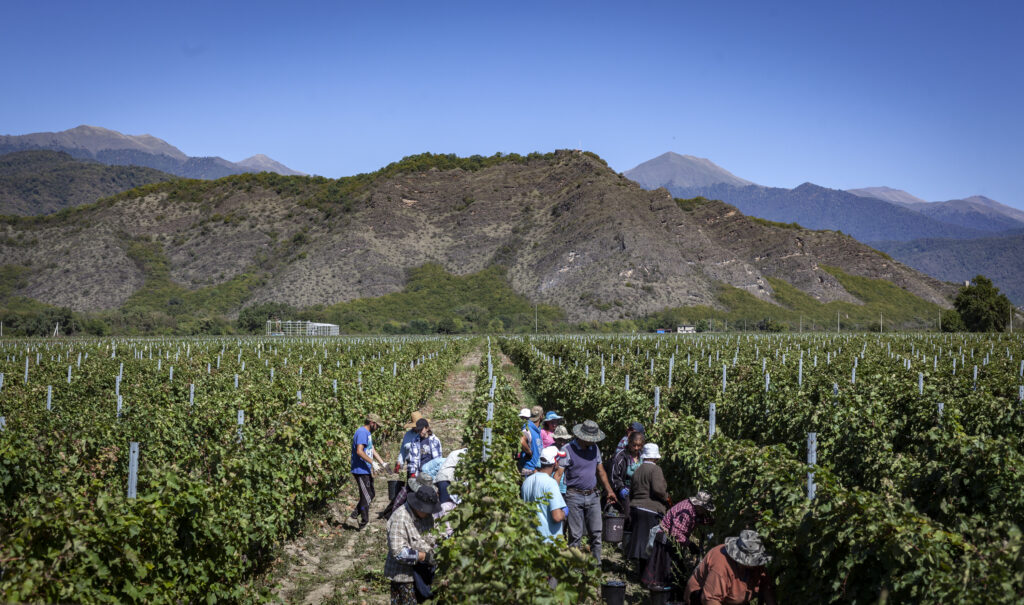Agriculture Ministry reports 64,000 tons of grapes processed in Kakheti as of September 19