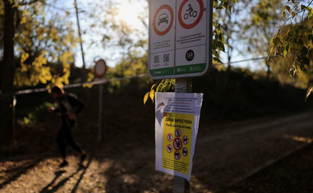 Epidemioloqlar Barselona Munisipalitetində donuz qripi epidemiyasının üzərində işə başlayırlar və qripin yayıldığı ərazinin ətrafında 6 kilometrlik qadağa zonası tətbiq edirlər