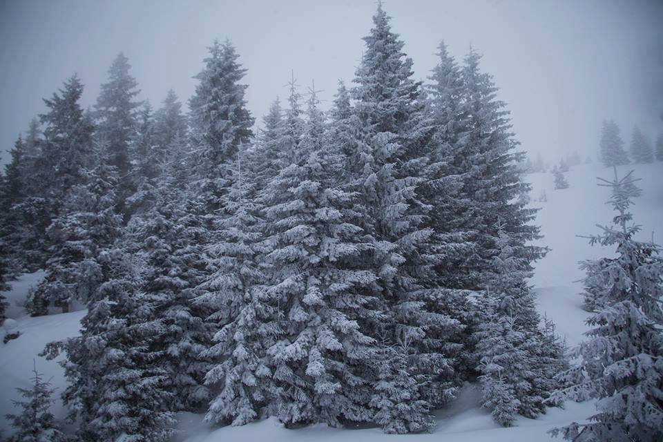 Control over Christmas tree felling is being tightened as the New Year approaches