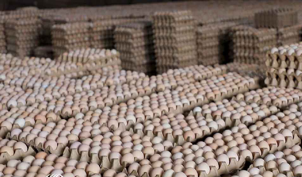 Poultry Development Association member companies announce 5% reduction in egg prices
