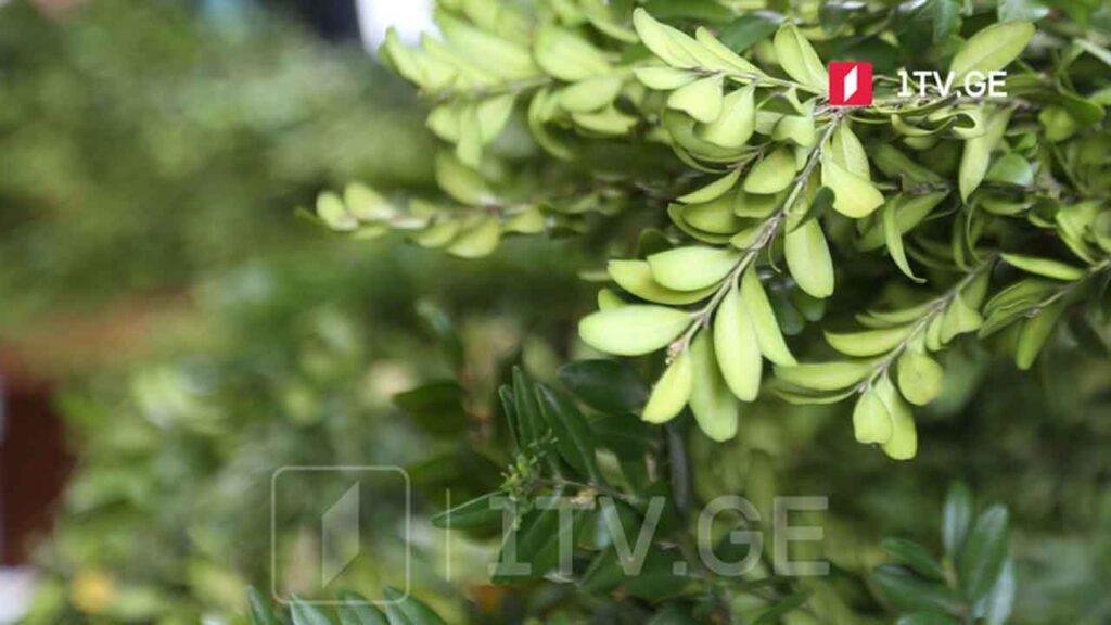 Georgia tightens controls on box tree cutting ahead of Palm Sunday