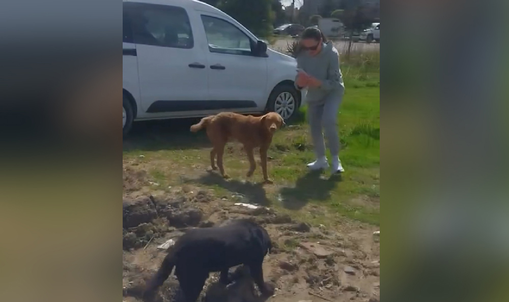 Milli Qida Agentliyi bildirib ki, baytarlıq manipulyasiyaları başa çatdıqdan sonra Zuqdidi şəhərinə əlavə 12 it qaytarılıb