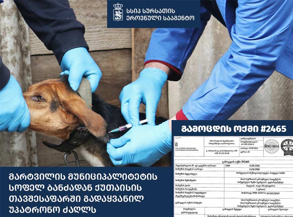Rabies confirmed in stray dog transferred to Kutaisi shelter; Martvili municipality on alert