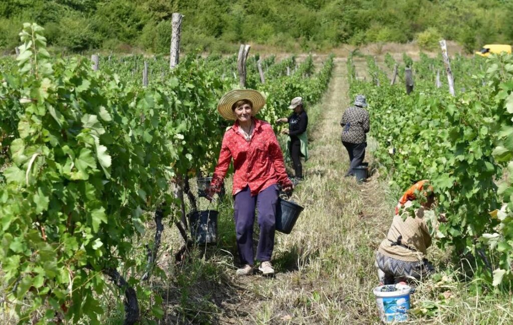 National Wine Agency: Nearly 6,000 tonnes of grapes processed across Kakheti as harvest gathers pace