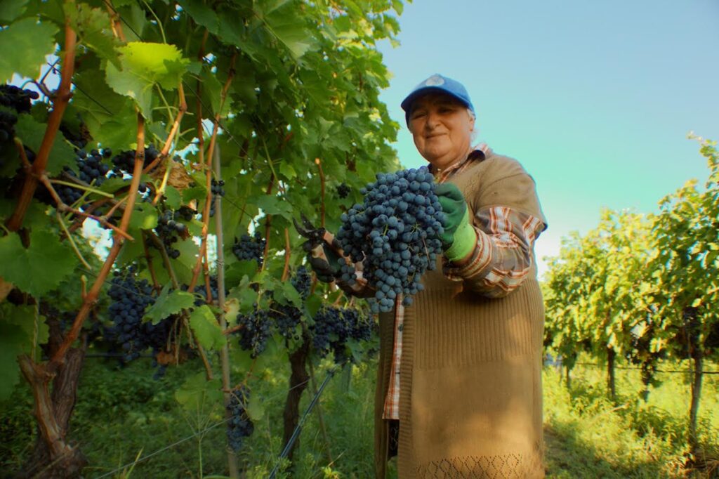 National Wine Agency: 99.3% of nearly 220 thousand tonnes of grapes processed in Kakheti are of high and medium quality